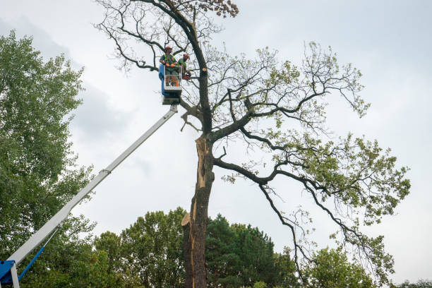 Best Commercial Tree Removal  in Freeport, TX