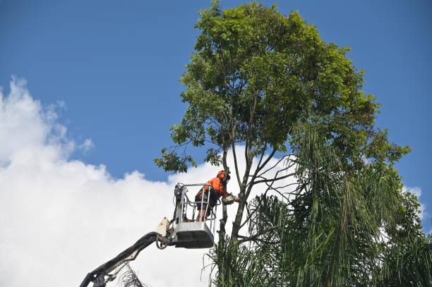 Best Tree Risk Assessment  in Freeport, TX