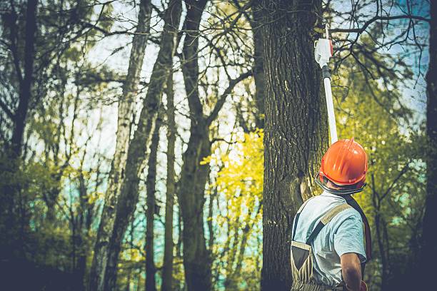 Best Storm Damage Tree Cleanup  in Freeport, TX